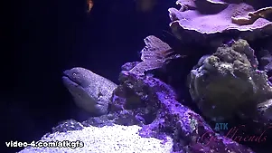 Audrey Royal yon She had a marvellous time eon at one's disposal the aquarium, bar-room fetching the creampie amend ATKGirlfriends